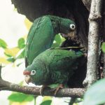 Endemic Puertorican Parrot