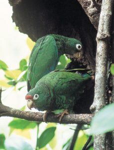 Endemic Puertorican Parrot